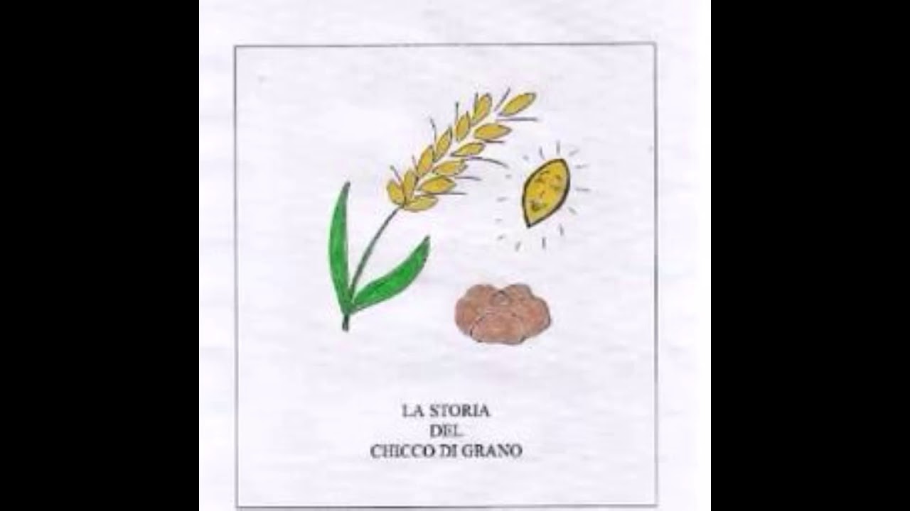La storia del chicco di grano