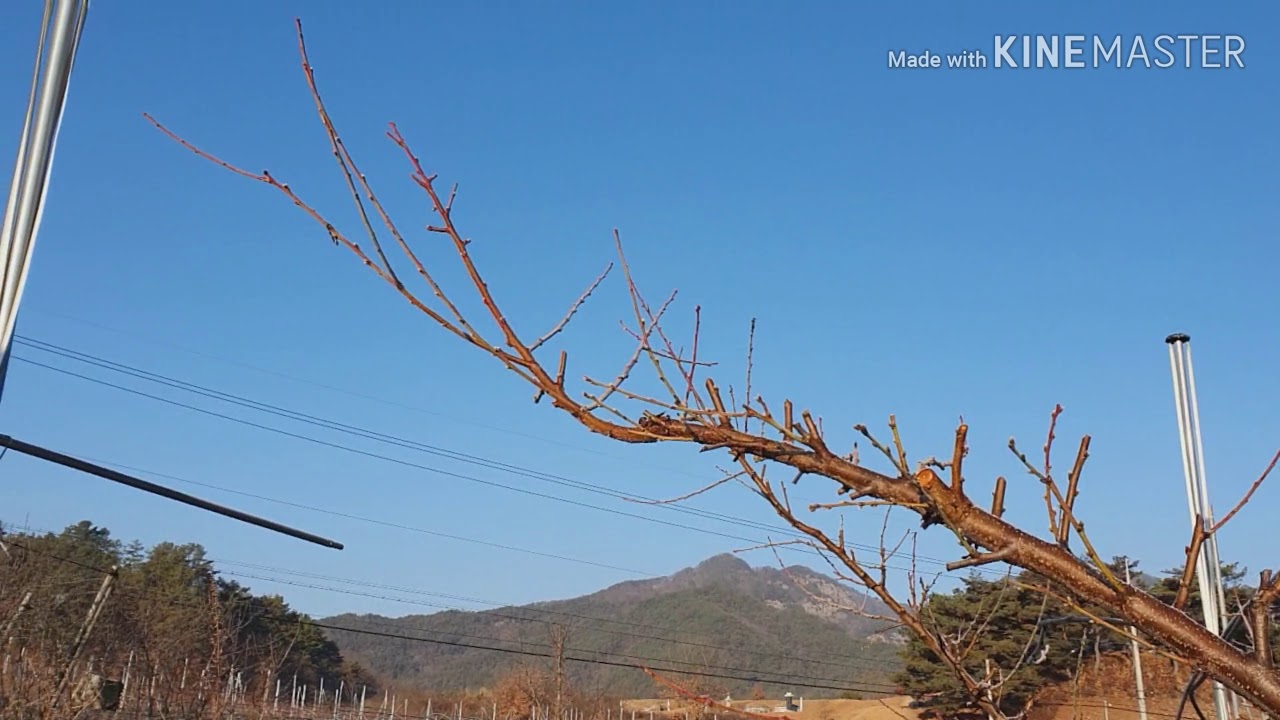 열대야를 이겨낼 수 있는  결과지 고슴도치 수형(단초전지)! /Poda de resultado corto de melocotón coreano/Корейское персиково