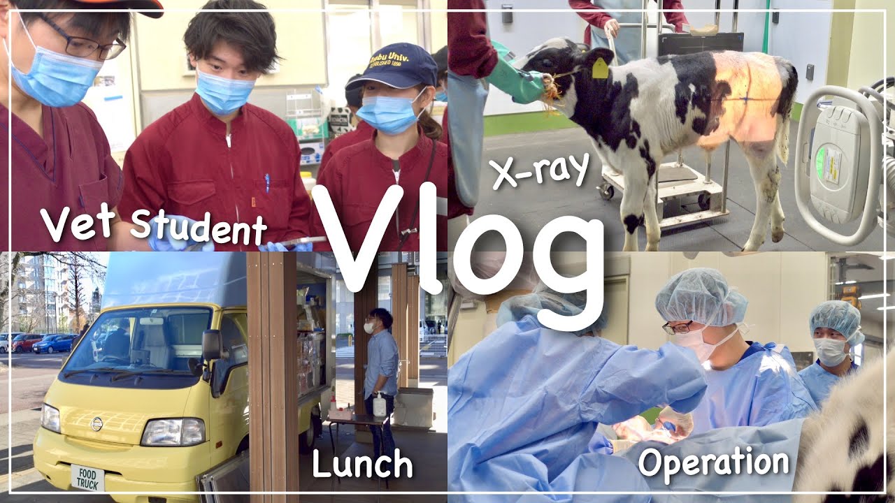 【Vlog】獣医学生の1日🌱麻布大学|産業動物臨床実習|A Day in The Life of a Vet Student