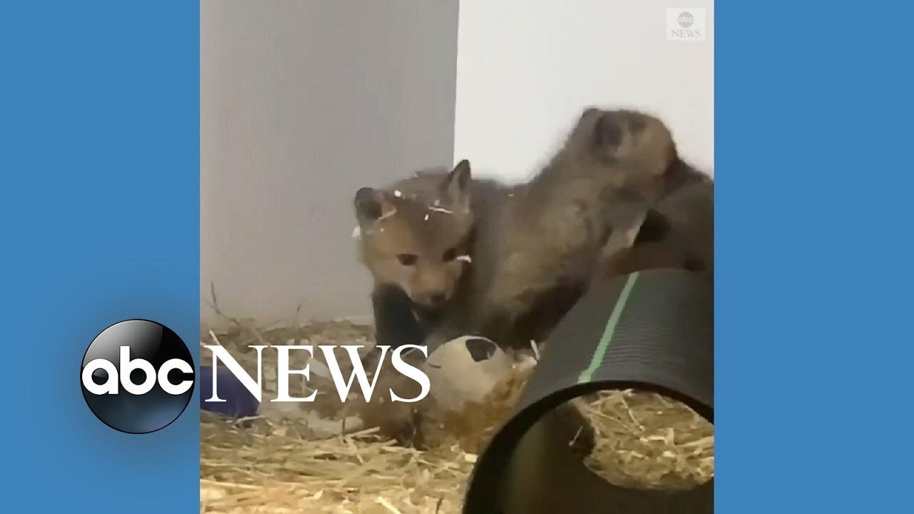Fox cubs play around in wildlife sanctuary