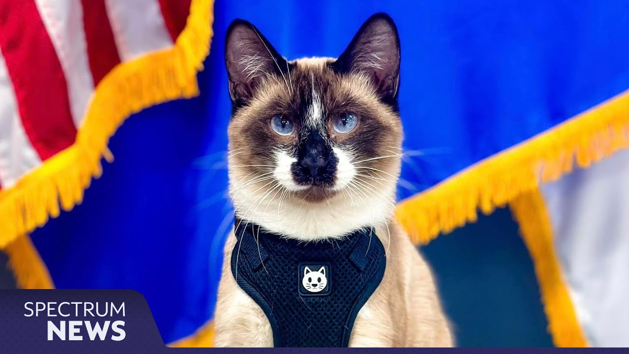 New Police Cat Sworn In at Belleville, WI Police Department | Spectrum News