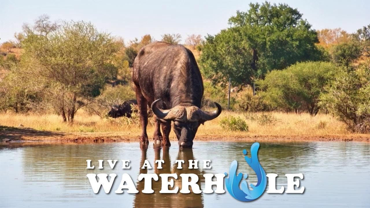 Elephants & Rhino - Live At The Waterhole