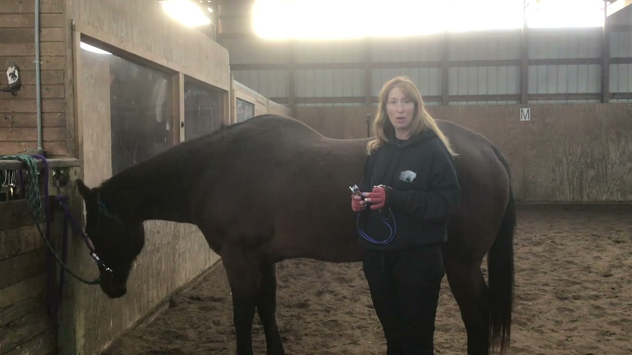 Quick Tip - How to listen for a horse's gut sounds