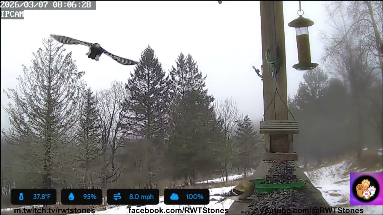 Cat TV Live Bird Cam NE PA USA 2026/3/7