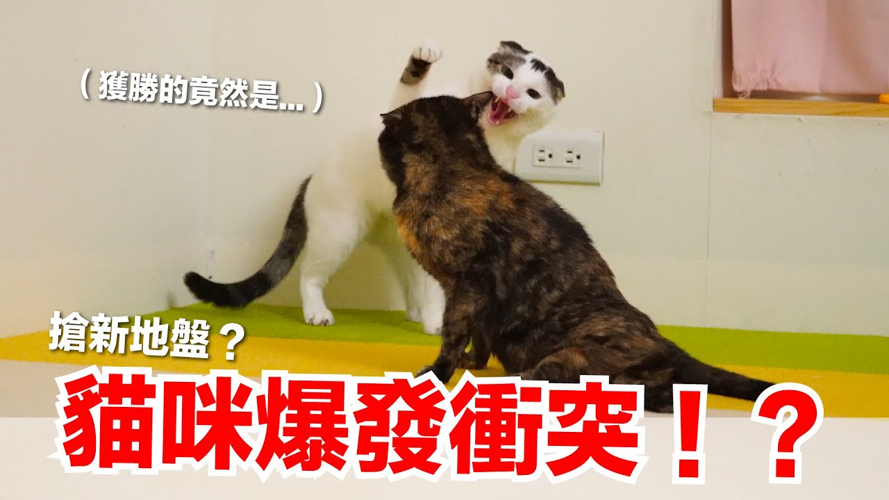 【好味小姐】改造貓咪專屬客廳！竟然引爆貓咪地盤衝突？｜好味貓日常EP74