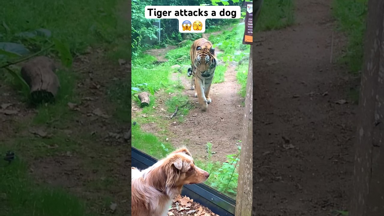 ￼￼ a tiger attacks a dog oh my God😱😱💔🫣#zoo #animals #scary #horrible