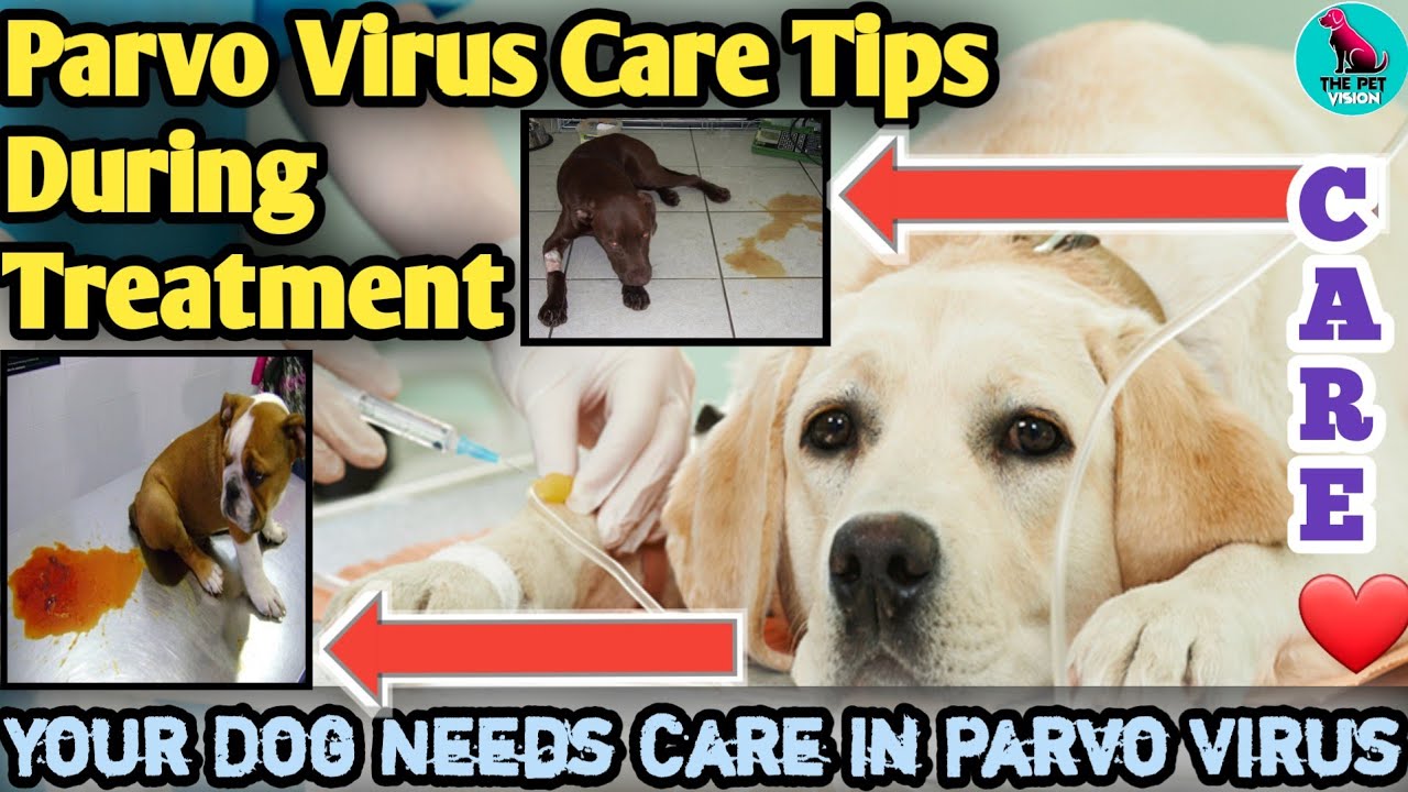 parvo virus care tips during treatment || parvo virus in dogs || parvo virus prevention || parvo dog