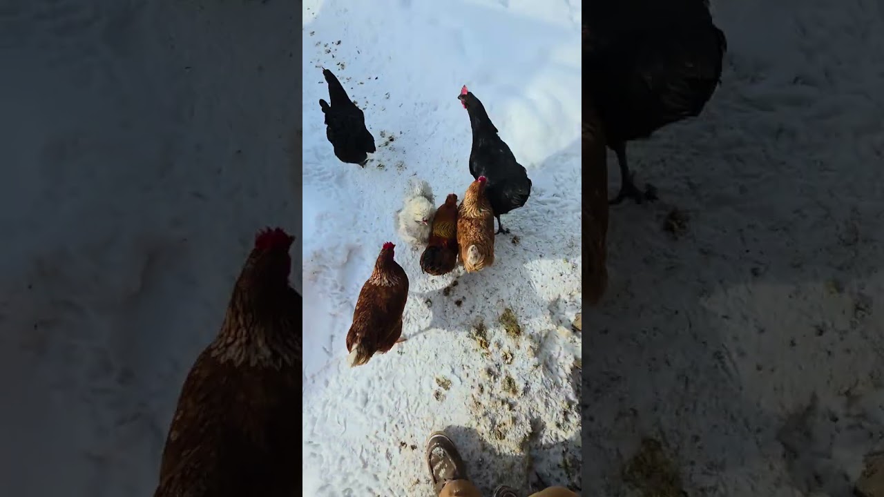 Checking on the birds on this frigid ohio day!