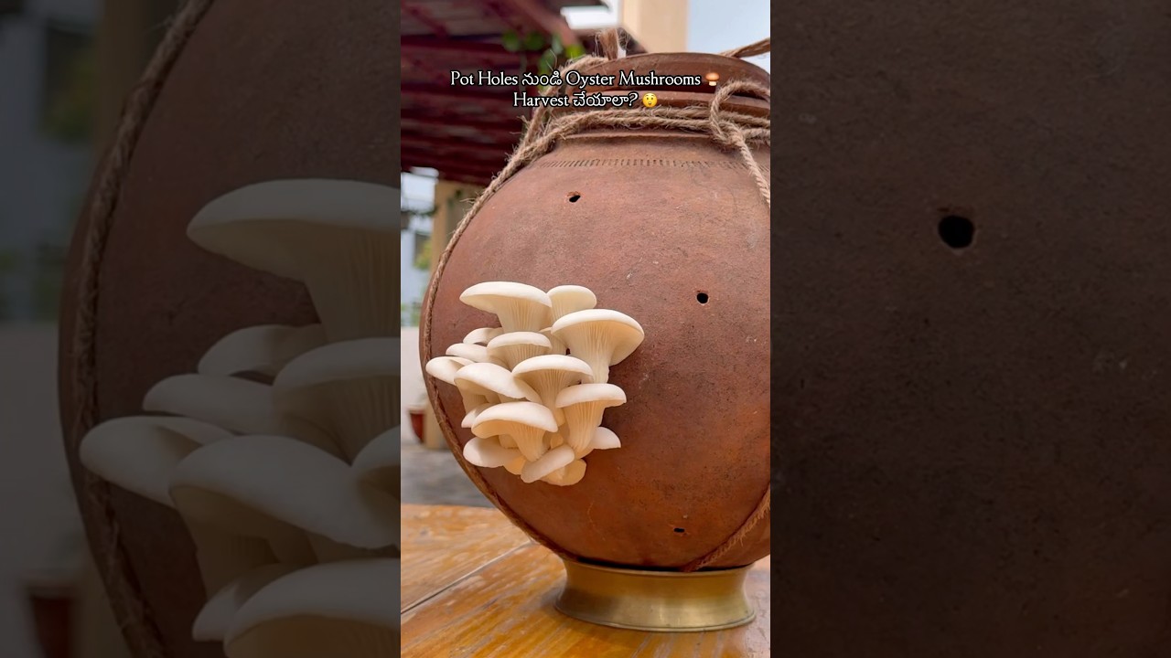 100 Attempts Later&hellip; Mushrooms🍄&zwj;🟫 Finally Grew in Pot! 🥹