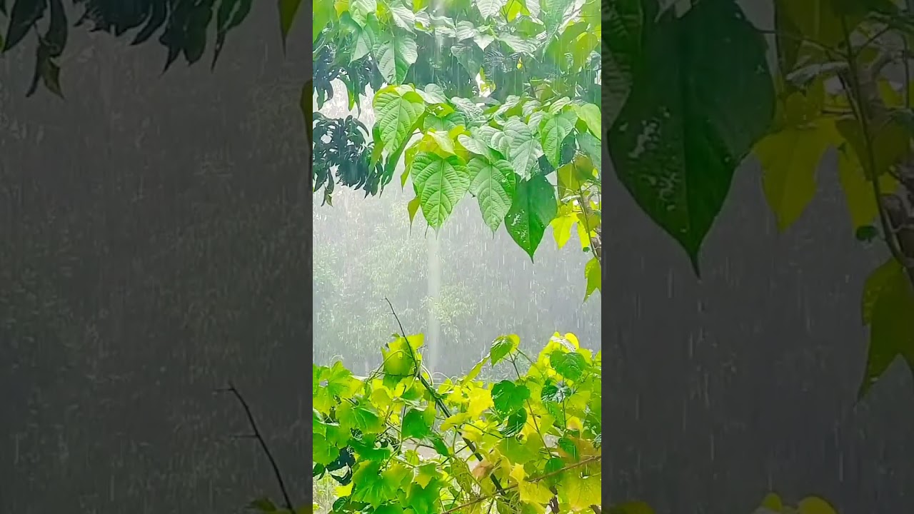 Rain #rain #shorts #naturalrain