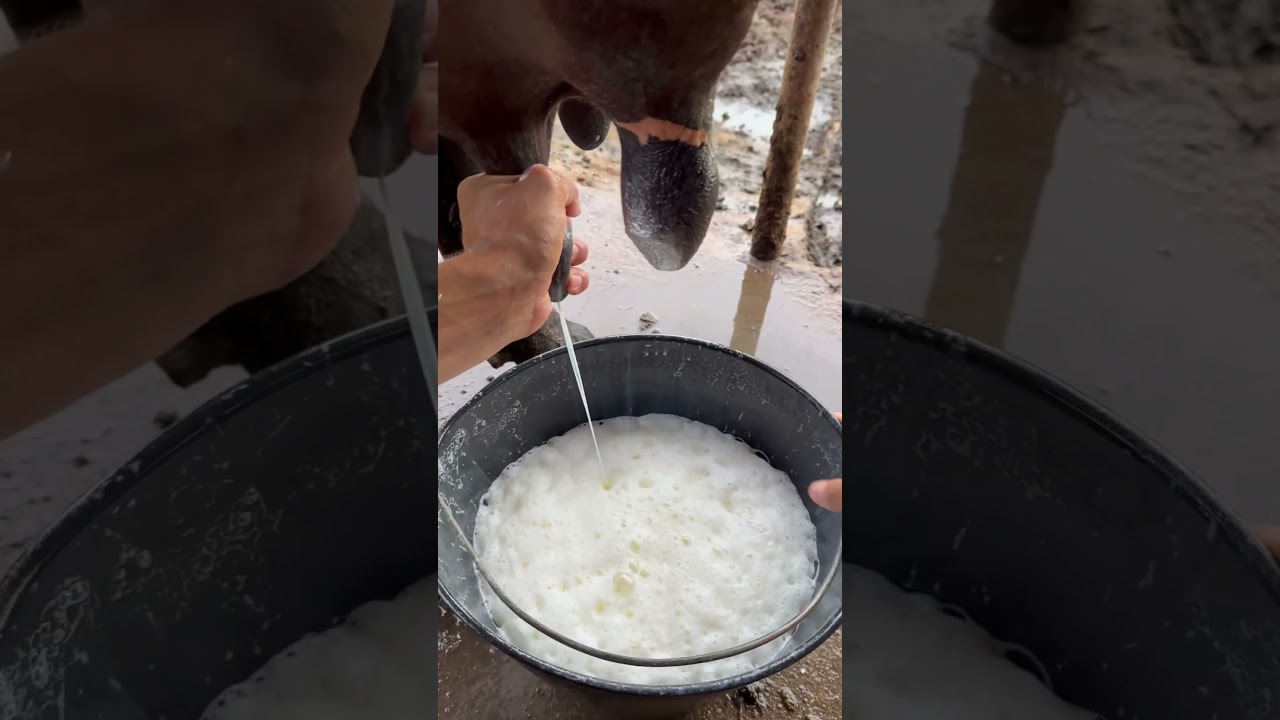 Tirando leite #milk #satisfying #viral