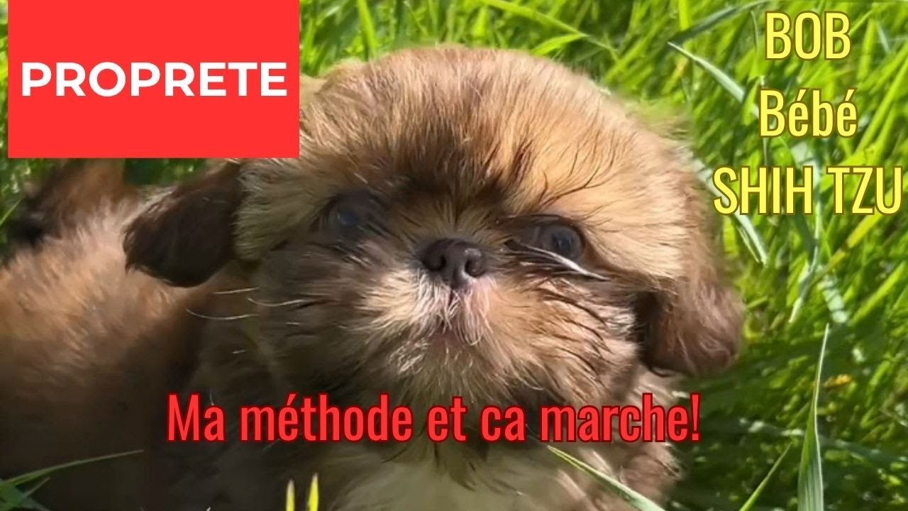 Éducation Propreté Shih Tzu : La Méthode Bob