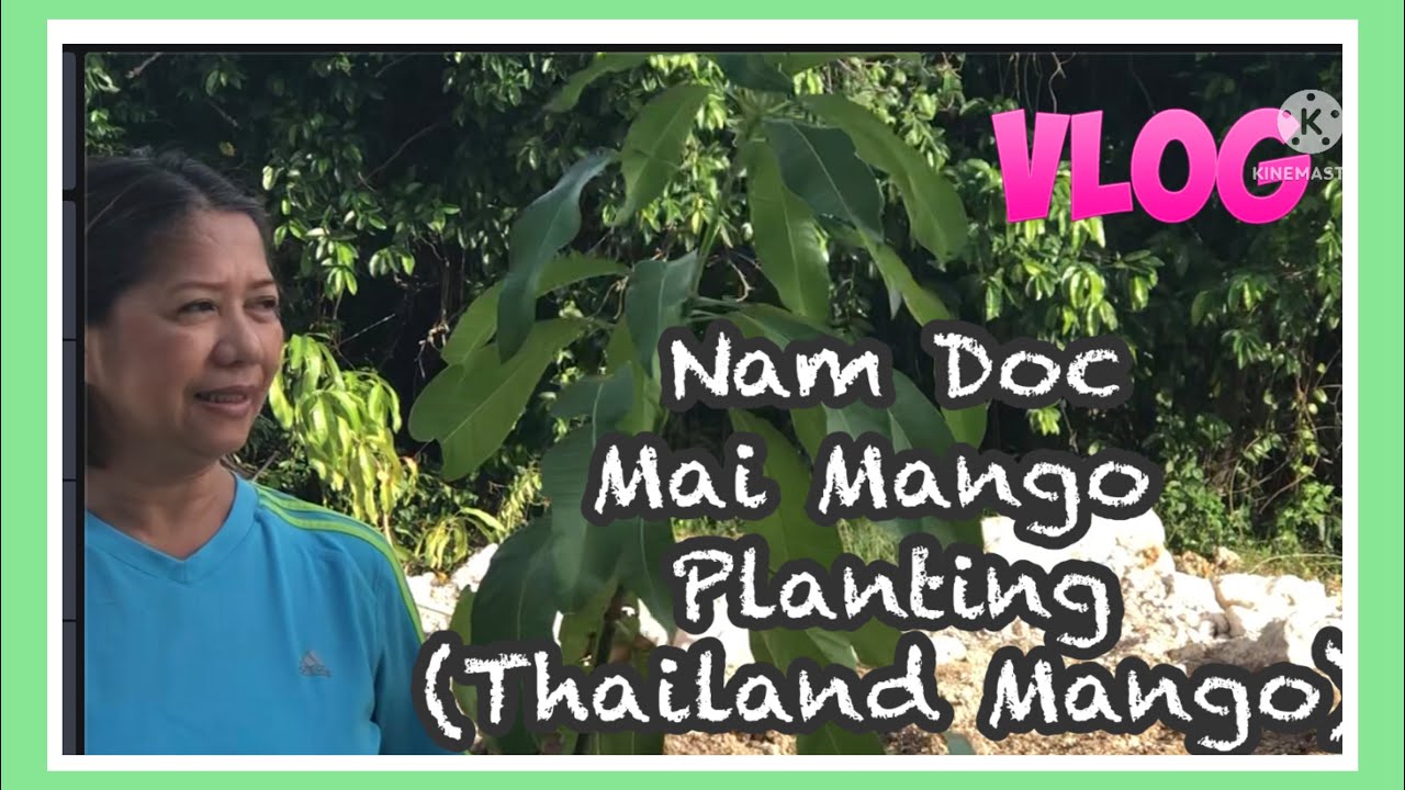 Planting Nam Doc Mai ( Thailand Mango ) | Emelita Papa