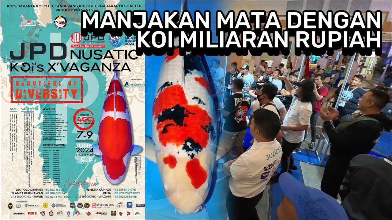 Koi Show Nusatic 2024 Ice BSD | Pertarungan Koi Super Jumbo