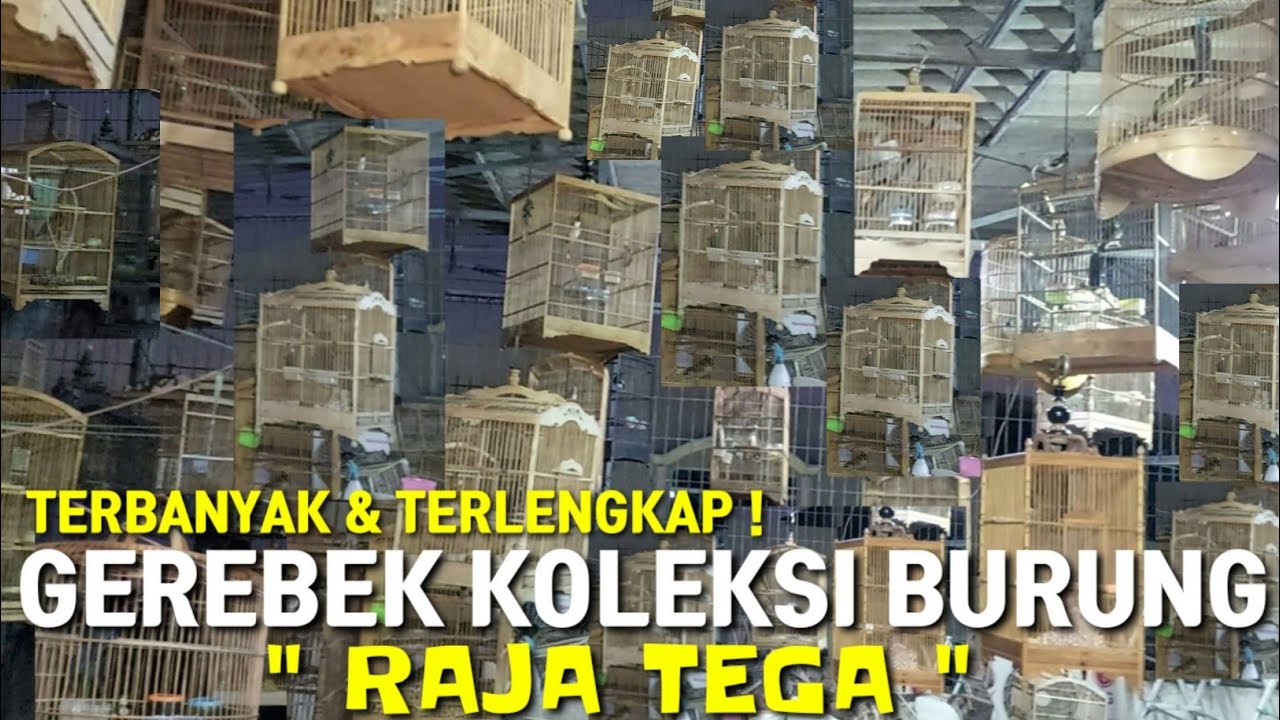 SIDAK KOLEKSI BURUNG 