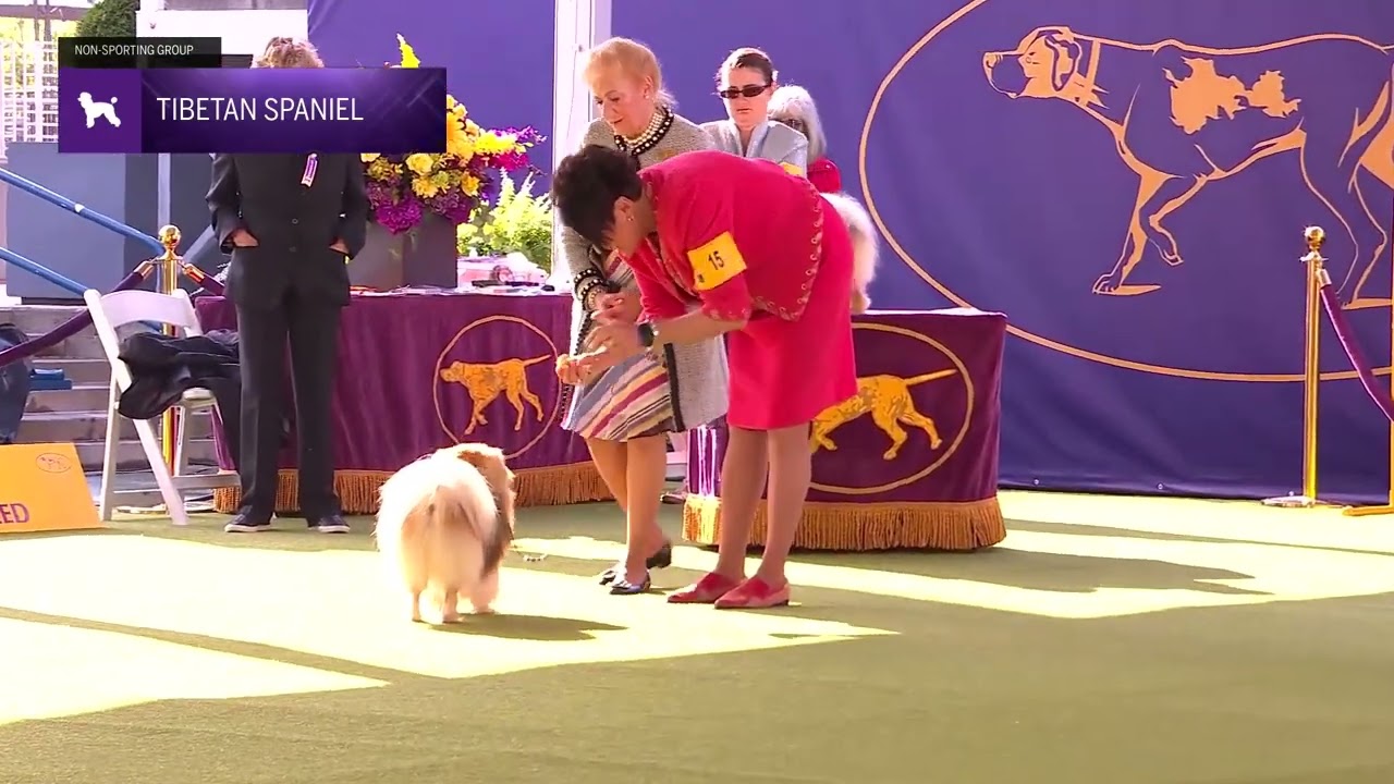 Tibetan Spaniels | Breed Judging 2024