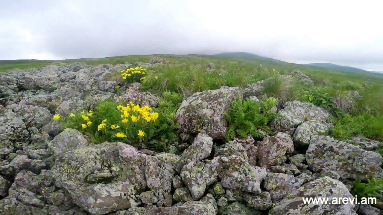 Blooming Armenia: Flowers of Geghama range