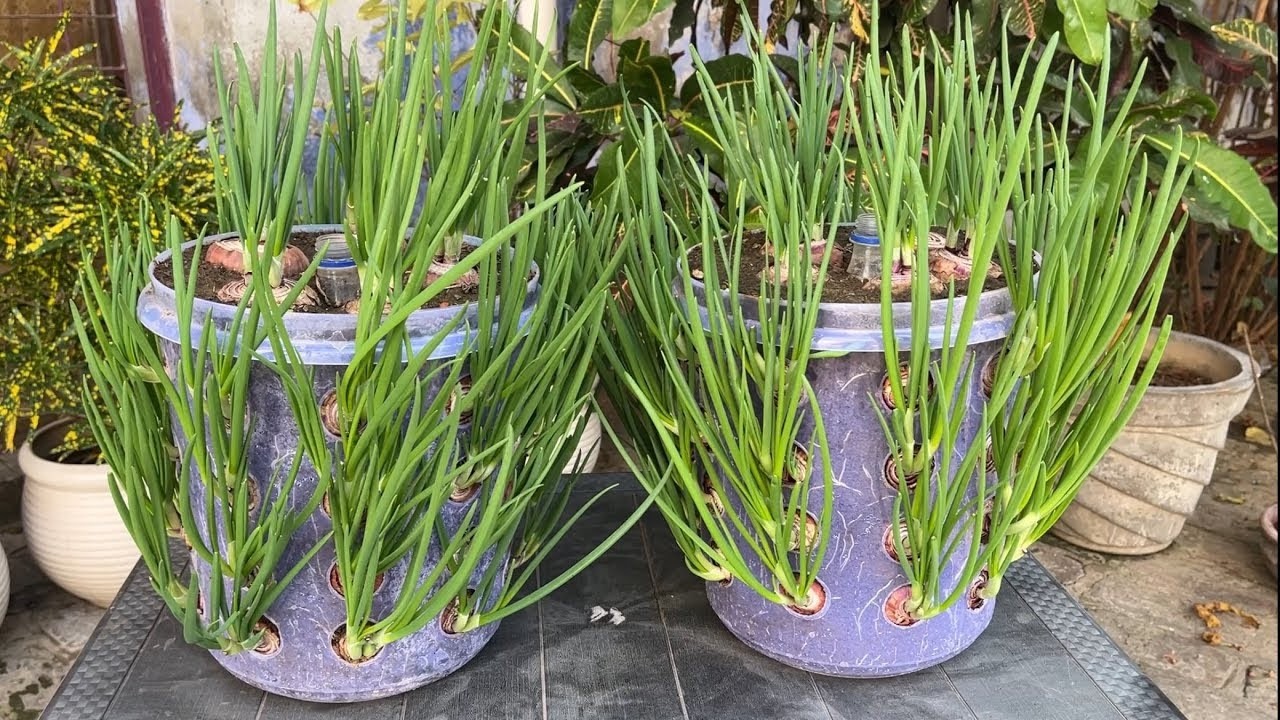Never Buy Onions Again! Grow Onions In Containers and Unexpected Results, growing onions at home