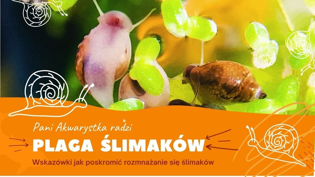 Jak opanować plagę ślimaków  | Pani Akwarystka