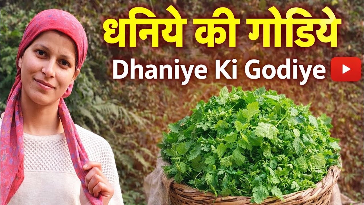 Aaj Banayi Dhaniye Ki Godae | Village Life Vlog