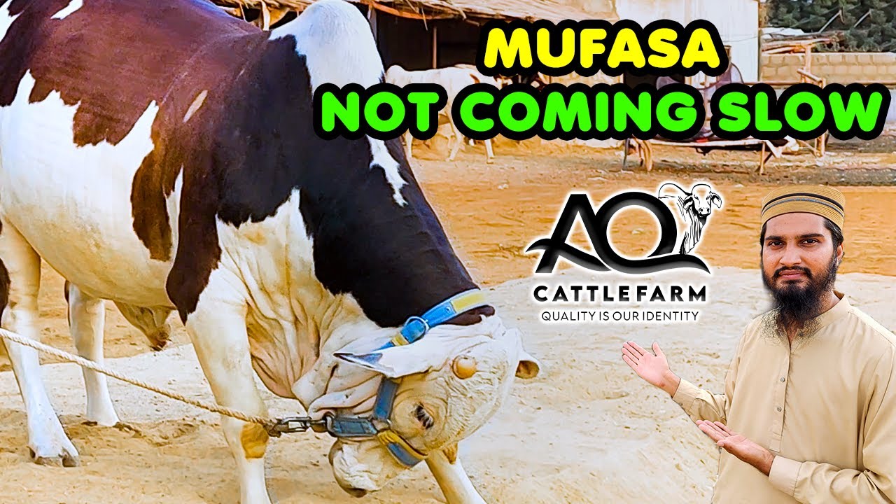 NIGHT UPDATES | Mufasa Progress | New Fat Item Started | AQ Cattle Farm | Cattle Market Karachi