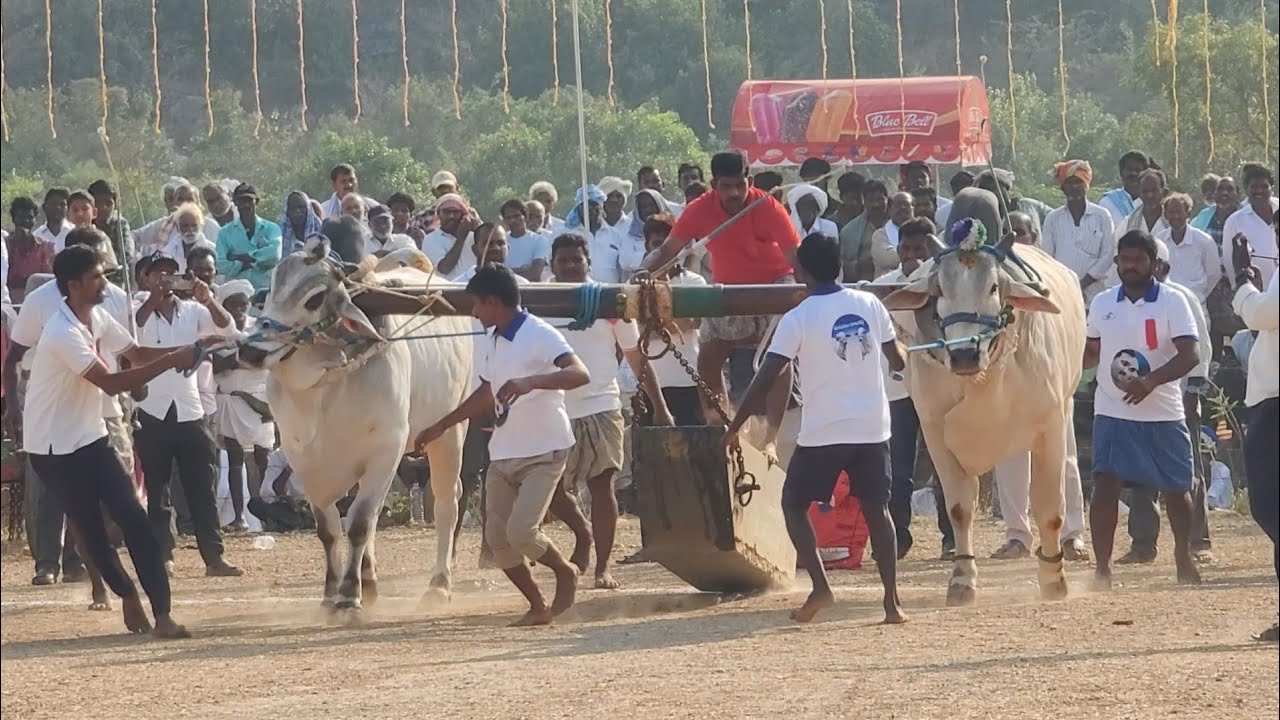 వెలుగొండ బ్రహ్మోత్సవములు||న్యూ క్యాటగిరి విభాగం 8వ జత GMR BULLS & మోదుగుల రామిరెడ్డి గారు 12-3-2026💥