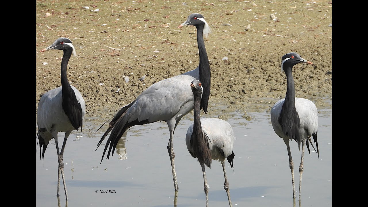Demoiselle Cranes at Guda
