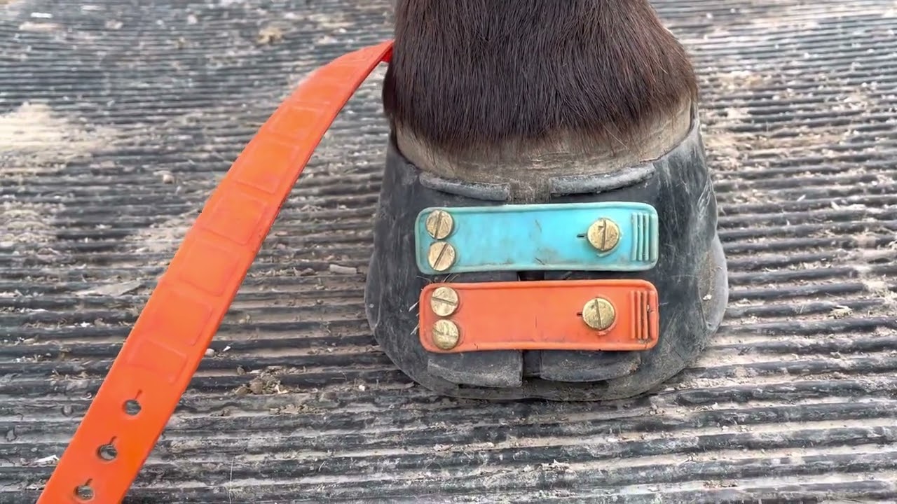 Scoot Boot - Explanation of Correct Fit