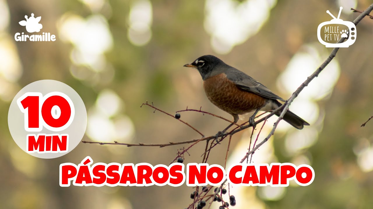 Pet TV - Pássaros no Campo - 10 min | Dog TV | Cat TV