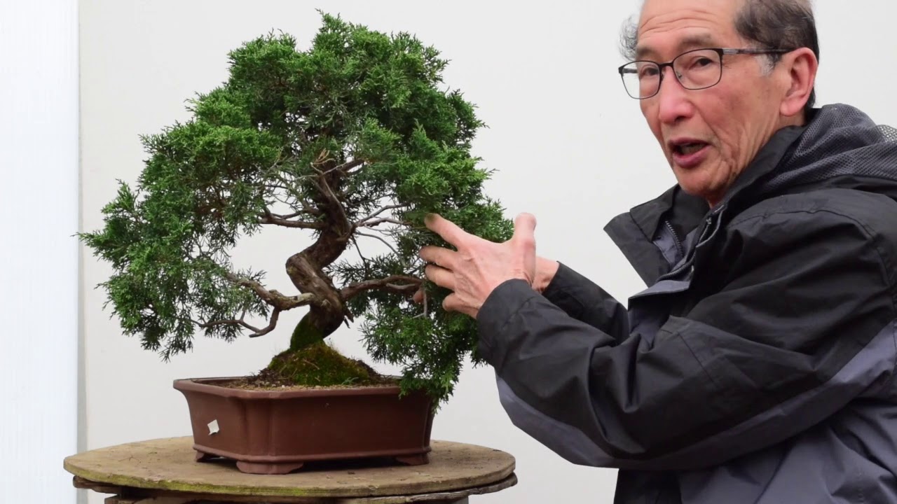 Juniper Bonsai Re-shape