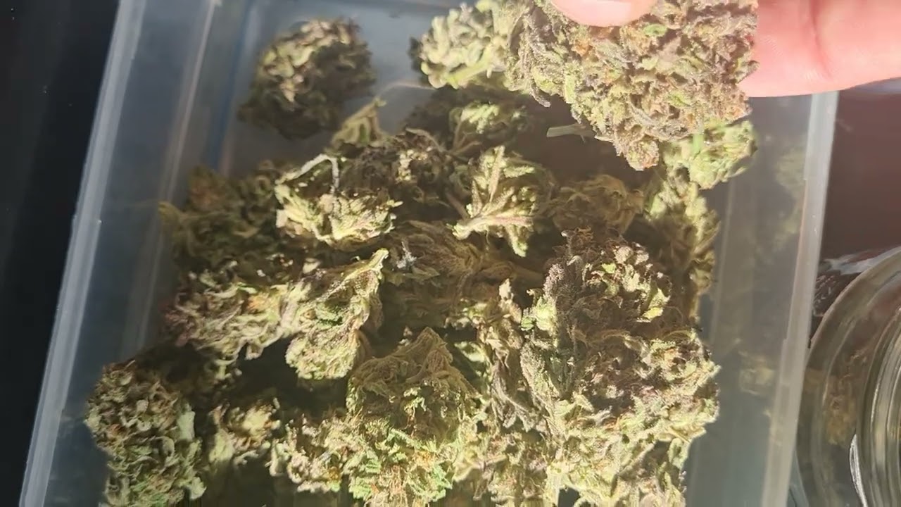 early zkittles pheno real gorilla seeds
