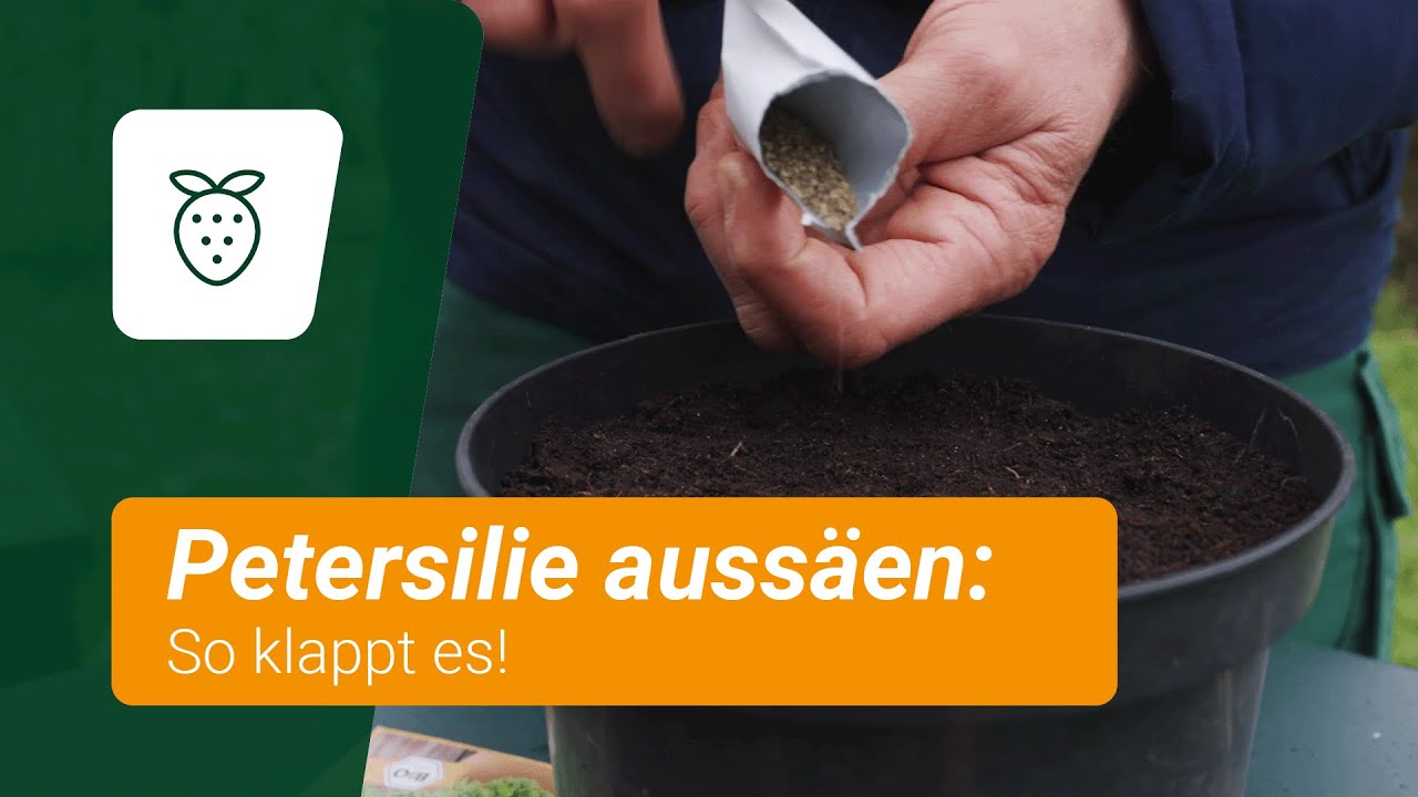 Petersilie auss&auml;en: So klappt es!