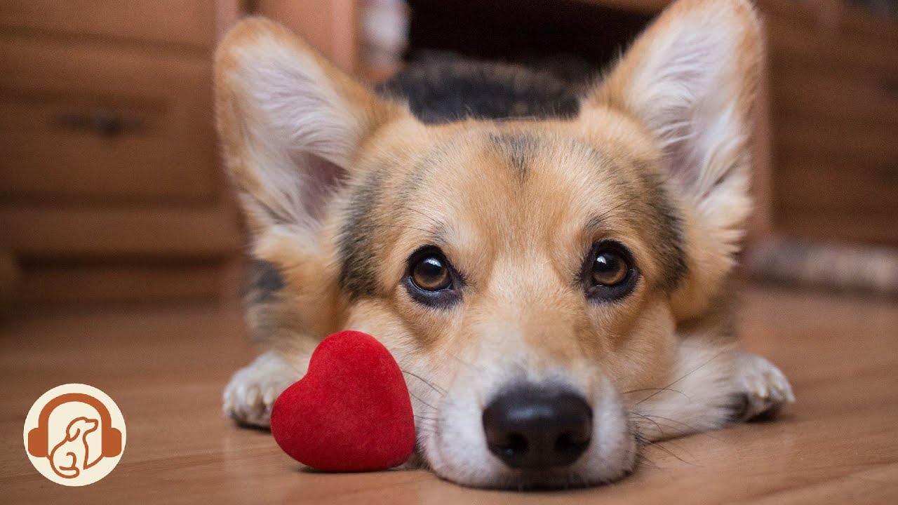 Relaxing music for dogs🐶Stress Relief Music🎵Dog's Favorite Music