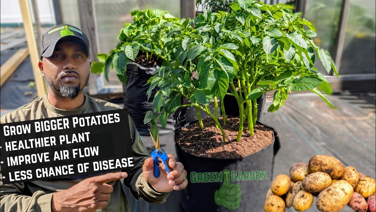 How To Prune Potato Plant ! increase yield & SIZE !   #potato #garden #gardening