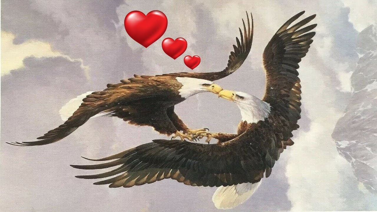Eagle Hunting Journey‏ - Getting a Mate - Build a Nest - Gameplay Part 1