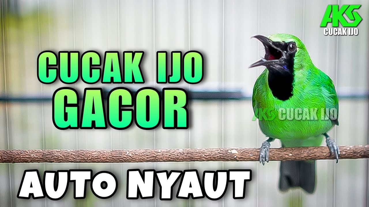 CUCAK IJO GACOR PANCINGAN DONGKRAK EMOSI LAWAN IJO LAIN CEPAT BIKIN JAMTROK