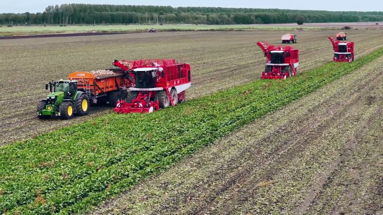 Bieten oogst 2025 met 3 x VERVAET van Loonbedrijf Tamminga 4K