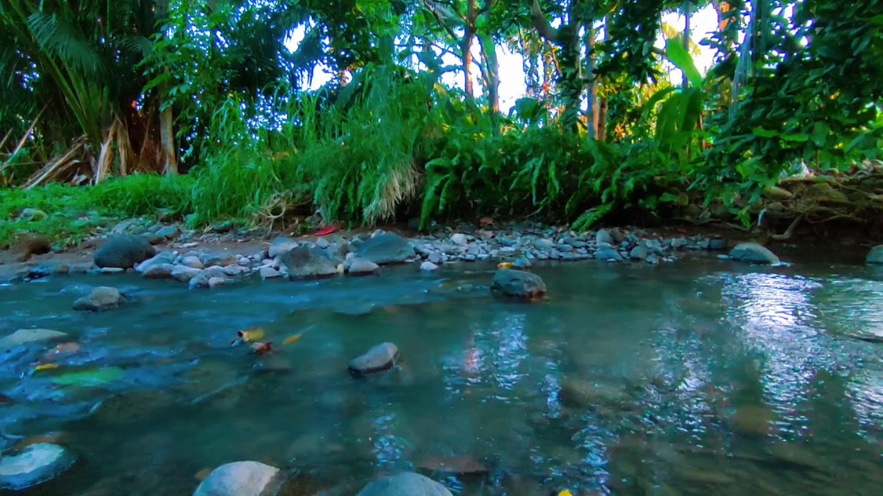 Sonidos Tranquilos para Relajarte | Agua, Naturaleza y Pájaros para Dormir o Meditar