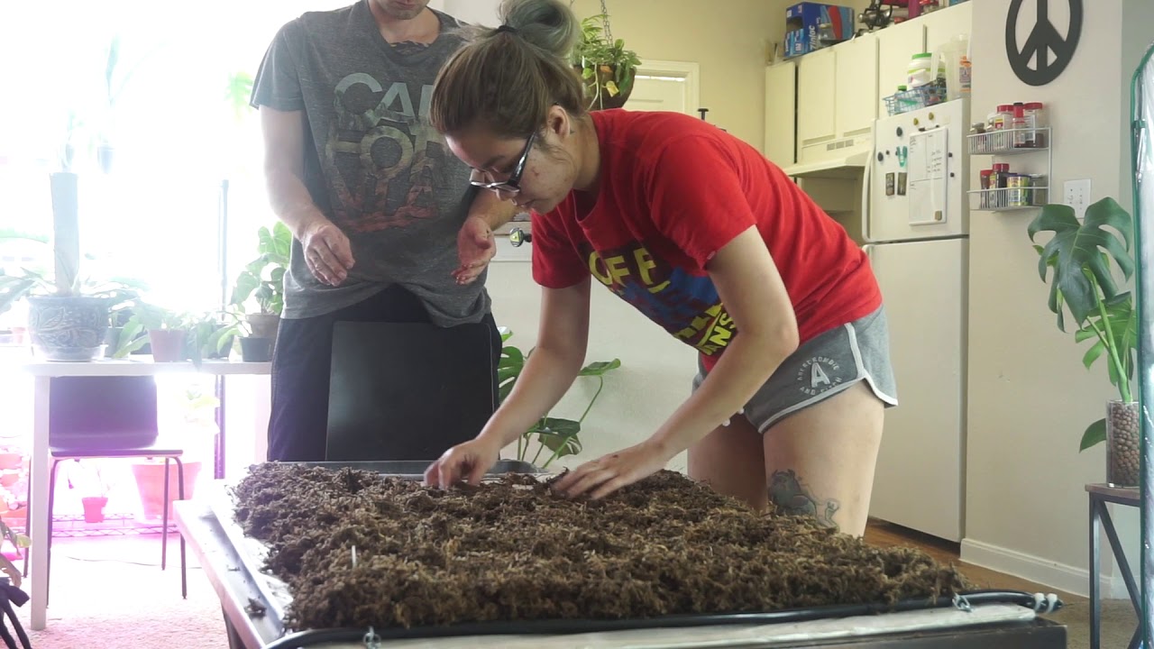 How to make a moss wall
