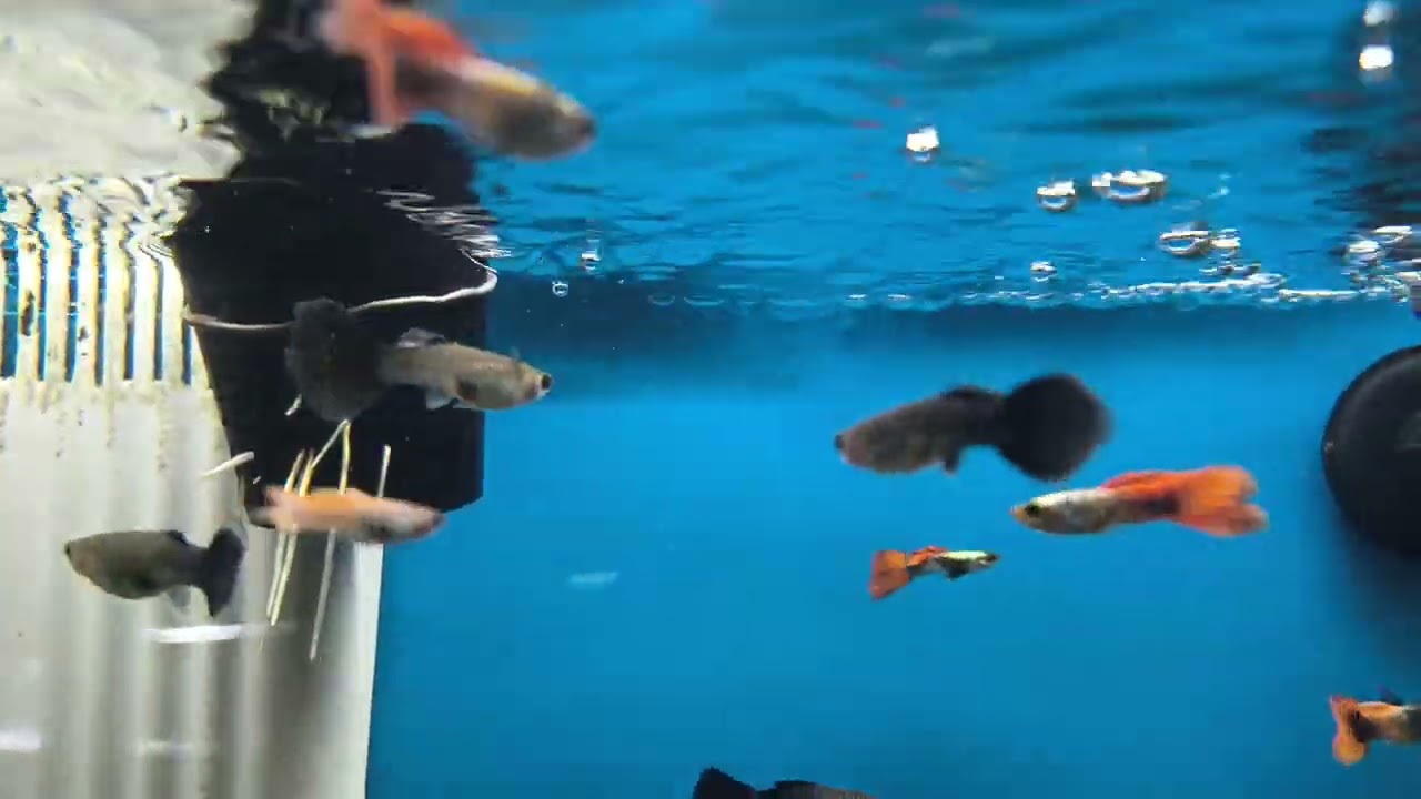 Relaxing Video with Various Fish and Music 2