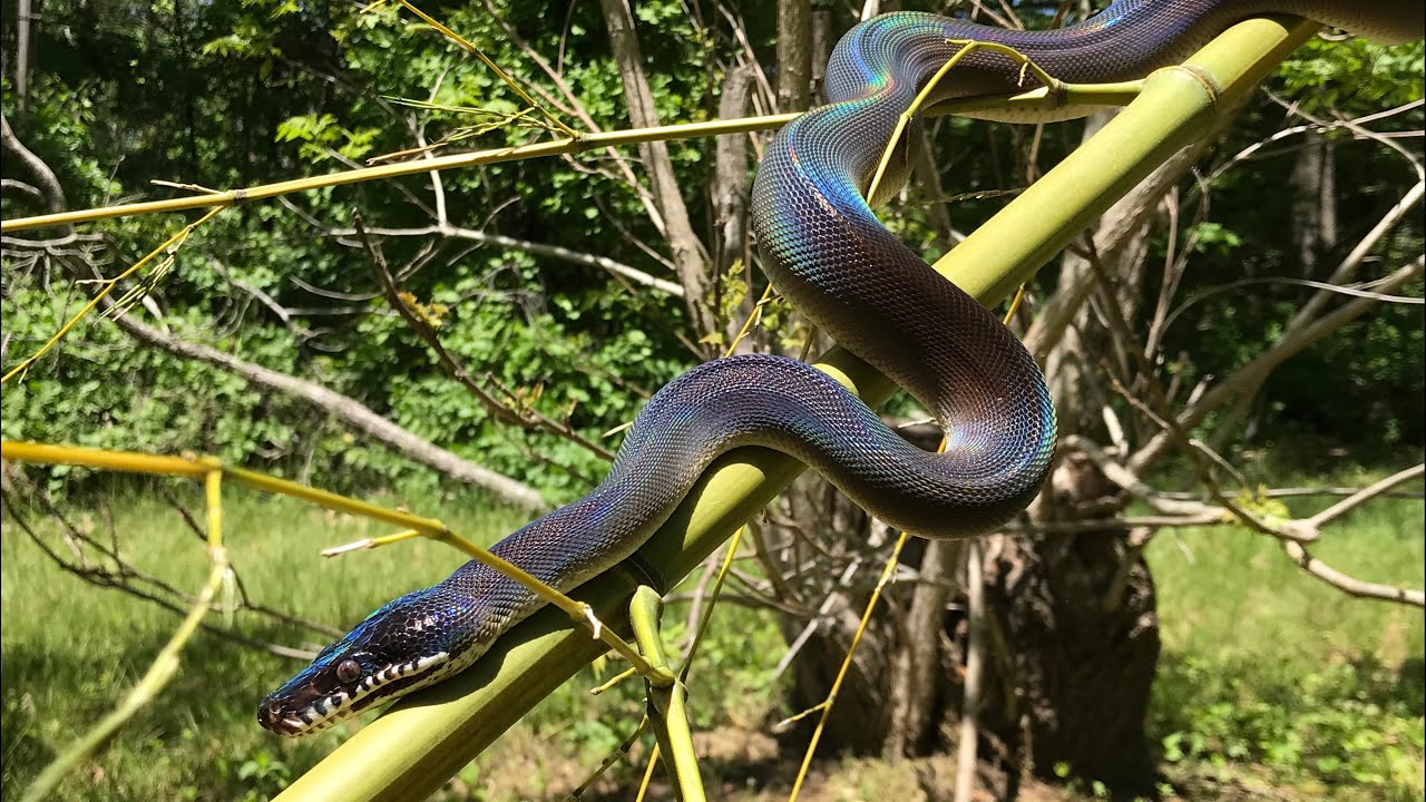 &Eacute;pisode 39 / Pr&eacute;sentation de la collection : partie 32, Discussion avec mon python &agrave; l&egrave;vres blanc...