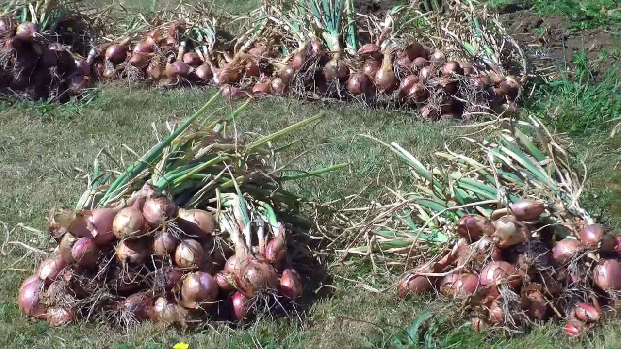 Harvesting drying and curing shallots