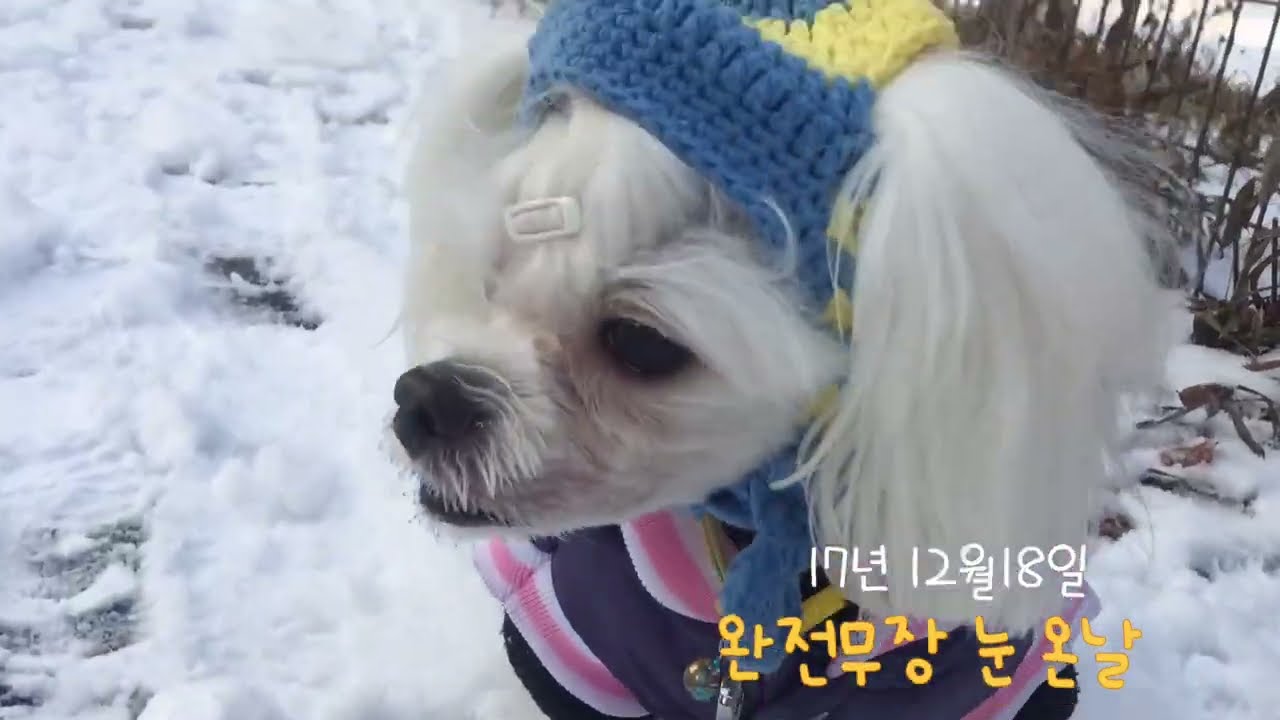 눈 온날 산책 신난다