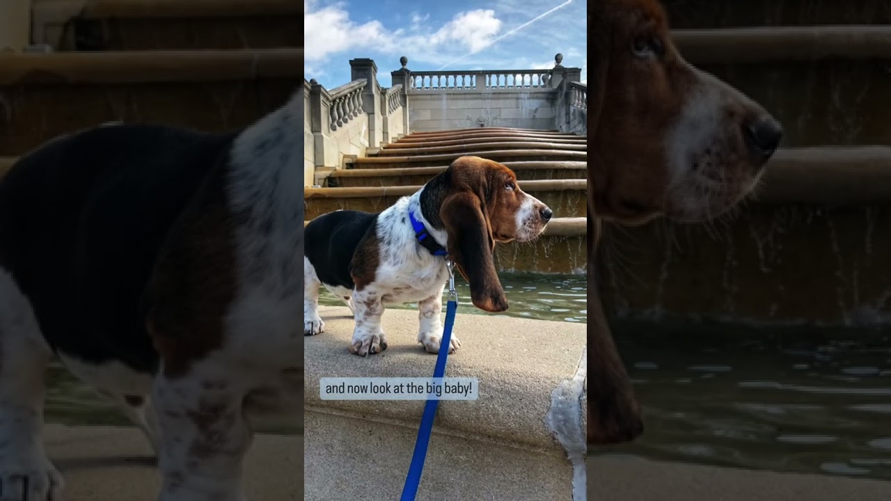 Always my parents baby 🐶 