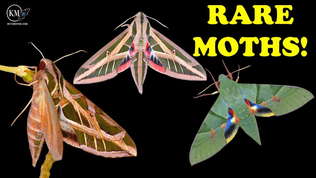 RARE EXOTIC SPHINX MOTHS OF THE FLORIDA KEYS   PART 1 THE GENUS EUMORPHA