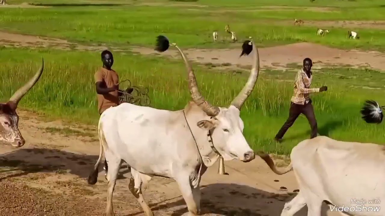 BULLS SHOWCASE AT WUNROK TOWN HEADING TO GOGRIAL, FOR DENG ATHUAI AND ALIET AKOK WEDDING, JUL 18, 23