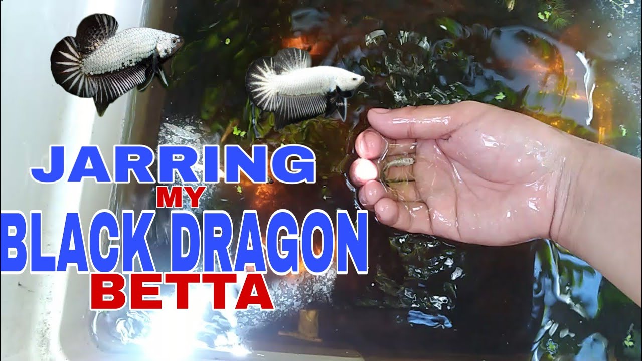 JARRING MY BLACK DRAGON BETTA FISH