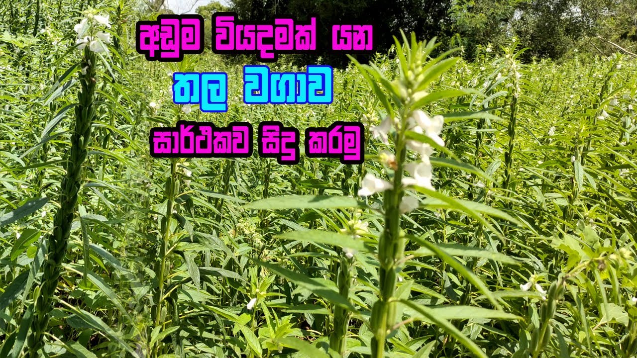 සාර්ථක තල වගාවකට මූලික දැනුම | thala wagawa | Sesame Cultivation  Sri Lanka | thala wagawa sinhala