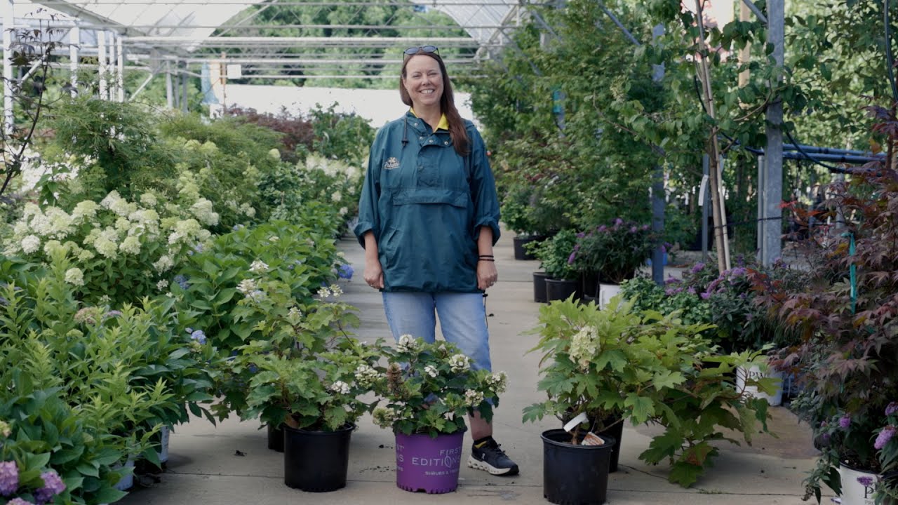 PETITTI Oakleaf Hydrangea Spotlight | How to Grow & Care For Hydrangea quercifolia