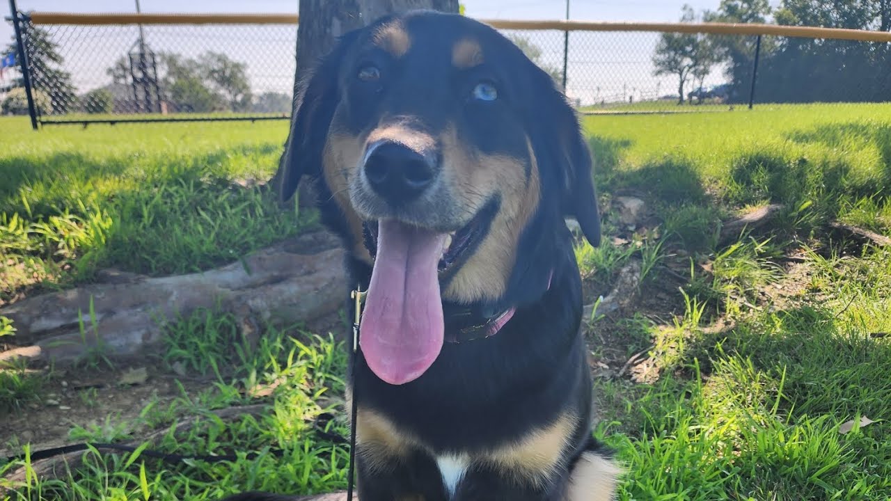 Nala’s 2-Week Bootcamp Boarding Success Story | Incredible Dog Training Results